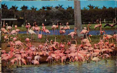 Florida's Famous Flamingos Postcard
