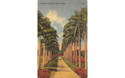 Florida's Stately Royal Palms, USA Postcard