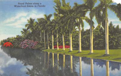 Royal Palms along a Waterfront Estate in FL, USA Misc, Florida Postcard
