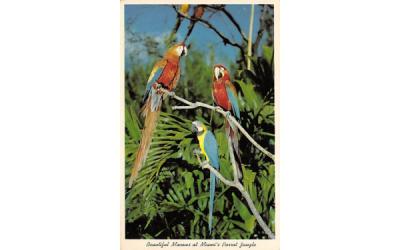 Beautiful Macaws at Miami's Parrot Jungle Florida Postcard