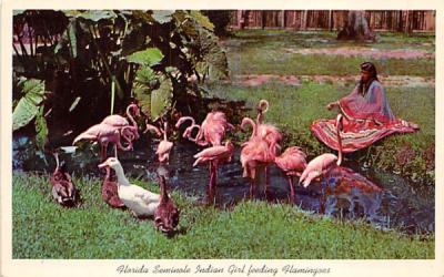 Florida Seminole Indian Girl feeding Flamingoes Postcard
