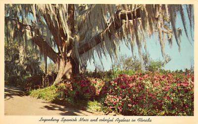 Spanish Moss and Colorful Azaleas in FL, USA Misc, Florida Postcard