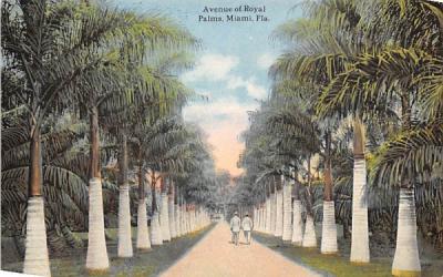 Avenue of Royal Palms Miami, Florida Postcard