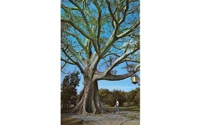 The famous Kapok Tree (Bombax Malabaricum) Misc, Florida Postcard