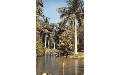 Flamingos and Palms Misc, Florida Postcard