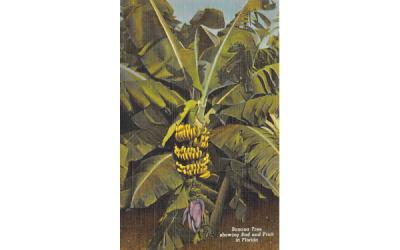 Banan Tree showing Bud and Fruit in Florida, USA Postcard