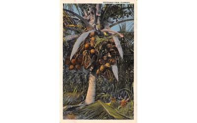 Cocoanut Tree, FL, USA Misc, Florida Postcard
