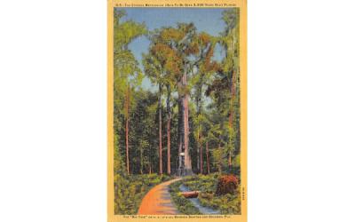 The Cypress Methuselah Misc, Florida Postcard