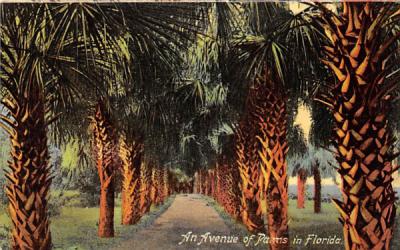 An Avenue of Palms in FL, USA Misc, Florida Postcard
