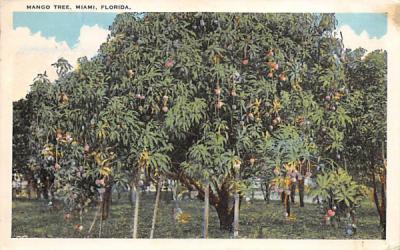 Mango Tree Miami, Florida Postcard