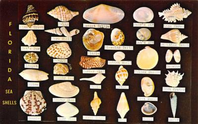 Florida Sea Shells Postcard