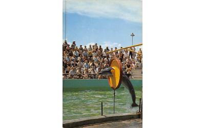 Miami's Fabulous Seaquarium Florida Postcard
