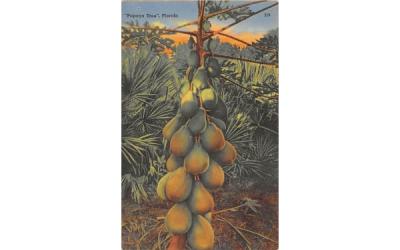 Papaya Tree Misc, Florida Postcard