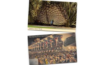 Peacock in Tropical Florida, USA Postcard
