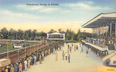 Greyhound Racing in Florida, USA Postcard
