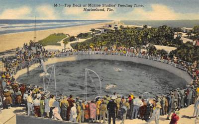 Top Deck at Marine Studios' Feeding Time Marineland, Florida Postcard