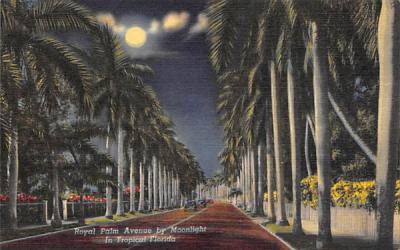 Royal Palm Avenue by Moonlight in Tropical FL, USA Misc, Florida Postcard