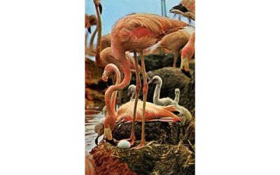 Hialeah Race Course, Flamingos at the infield lake Misc, Florida Postcard