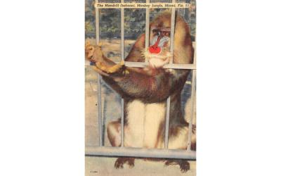 The Mandrill (babbon), Monkey Jungle Miami, Florida Postcard