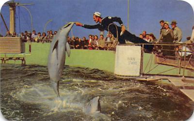 Jumping Porpoises at Amazing Marine Studios Marineland, Florida Postcard