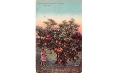 Under the Shade of the Old Orange Tree in FL, USA Misc, Florida Postcard