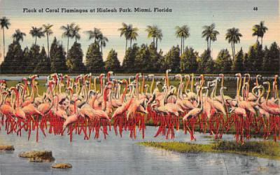 Flock of Coral Flamingos at Hialeah Park Miami, Florida Postcard