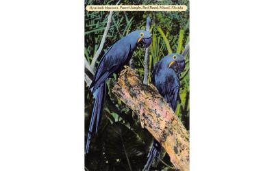 Hyacinth Macaws, Parrot Jungle, Red Road Miami, Florida Postcard