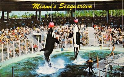 Miami's Seaquarium Florida Postcard