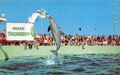 Show Time at the Miami Seaquarium Florida Postcard