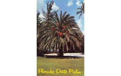 Beautiful Florida Date Palm, USA Postcard