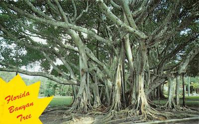 Florida Banyan Tree Postcard
