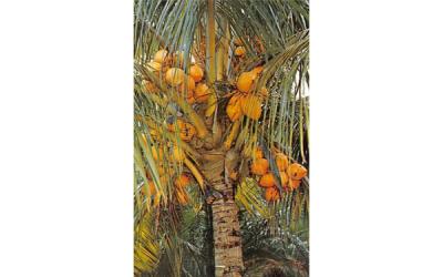 Coconut Palm Trees  Misc, Florida Postcard