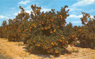 Beautiful Orange Groves in Central Florida, USA Postcard