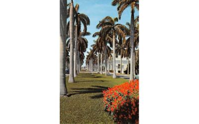 Royal Palms throughout Southern Florida, USA Postcard