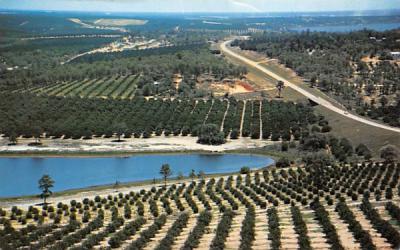 Citrus groves and lakes, Citrus Tower Misc, Florida Postcard