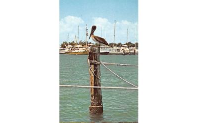 Pelican, Fabulous Waterways of Florida, USA Postcard