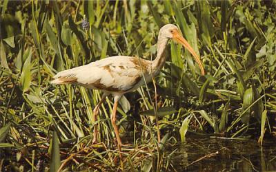 White Ibis (Immature) Misc, Florida Postcard