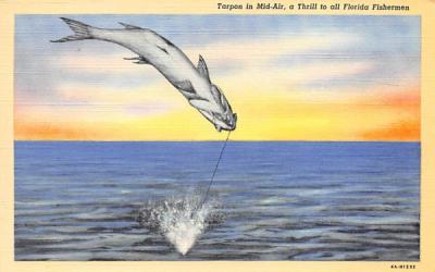 Tarpon in Mid-Air, a Thrill to all Florida Fishermen Postcard