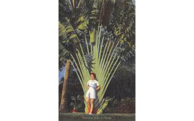 Travelers Palm in Florida, USA Postcard