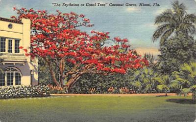 The Erythrina or Coral Tree Coconut Grove Miami, Florida Postcard
