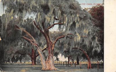 Live Oaks, Florida, USA Postcard