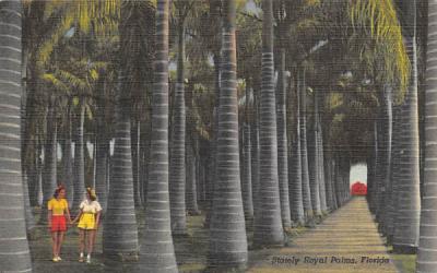 Stately Royal Palms in McKee Jungle Gardens Misc, Florida Postcard