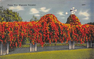 Flame Vine (Eignonia Venusta) Misc, Florida Postcard