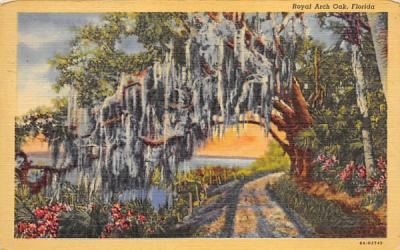 Royal Arch Oak Misc, Florida Postcard