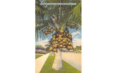 A Florida Cocoanut Palm loaded with Fruit Postcard