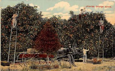 Florida Orange Grove, USA Postcard