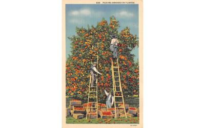 Picking Oranges in FL, USA Misc, Florida Postcard