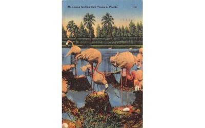 Flamingoes Feeding their Young in Florida, USA Postcard