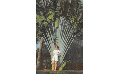 Travelers Palm in Florida, USA Postcard