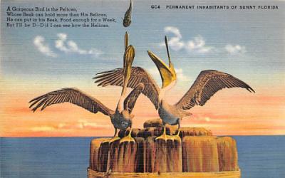 Permanent Inhabitants of Sunny Florida, Pelicans Postcard